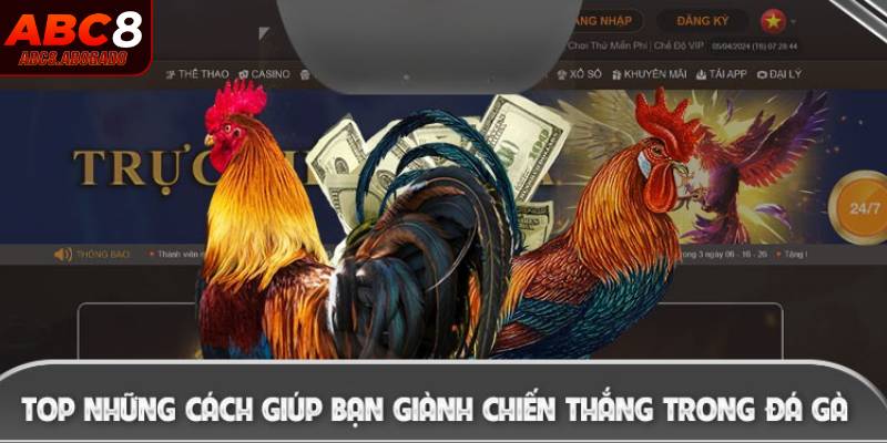 Hướng dẫn cược đá gà ABC8 cho tân thủ